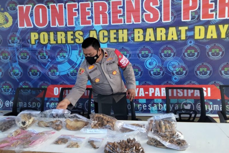 Wakapolres Abdya, Kompol Muhayat memperlihatkan tulang belulang Harimau Sumatera dan Sisik Tringgiling di Halaman Mapolres setempat