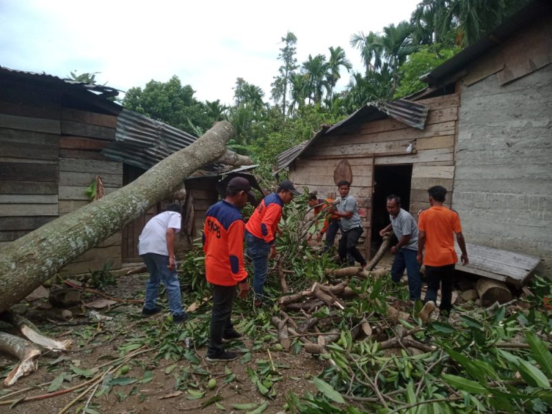 Tim TRC BPBK Abdya dibantu personil Damkar dan warga membersihkan rumah yang tertimpa pohon