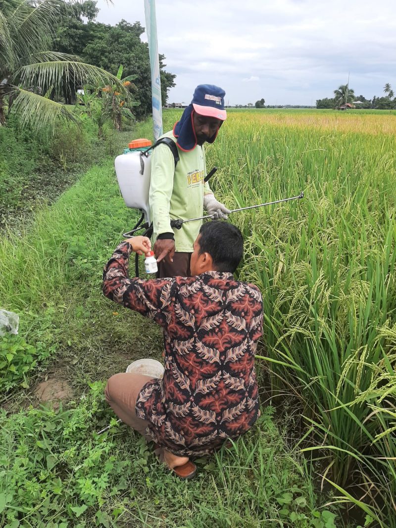 Petani melakukan penyemprotan untuk mengatasi serangan hama wereng terhadap tanaman padi yang terjadi di beberapa kecamatan di Aceh Besar.