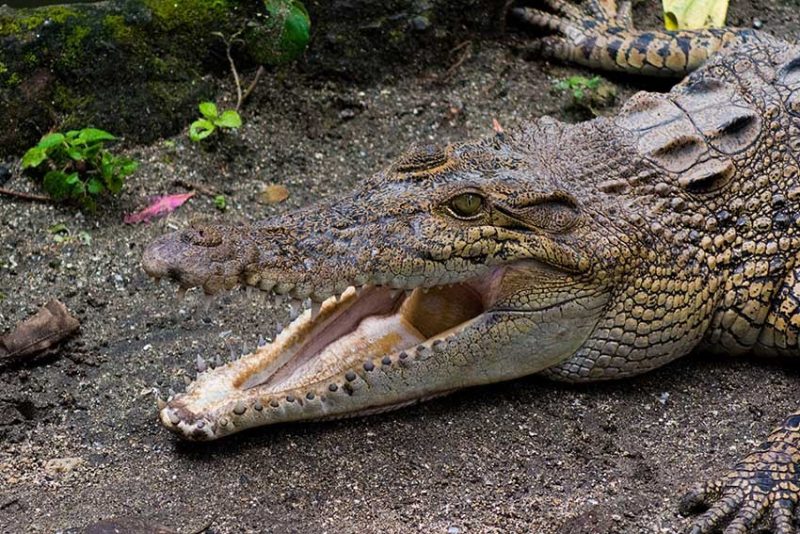 Foto : Buaya muara (Ist)