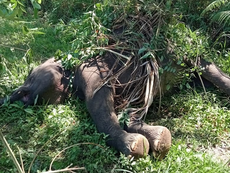 Gajah yang ditemukan mati di kebun warga di Aceh Tengah (Foto: noa.co.id)