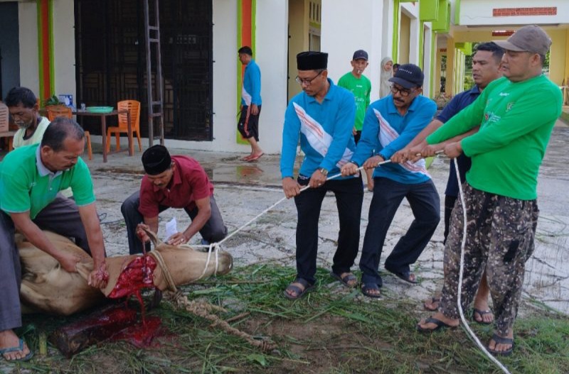 Kepala Kankemenag Pidie Jaya Mulyadi (Keempat Kanan) berpartisipasi membantu penyembelihan hewan kurban, Pidie Jaya, Aceh, Rabu (19/6/2024) (Foto | Muhammad Rissan/NOA.co.id)