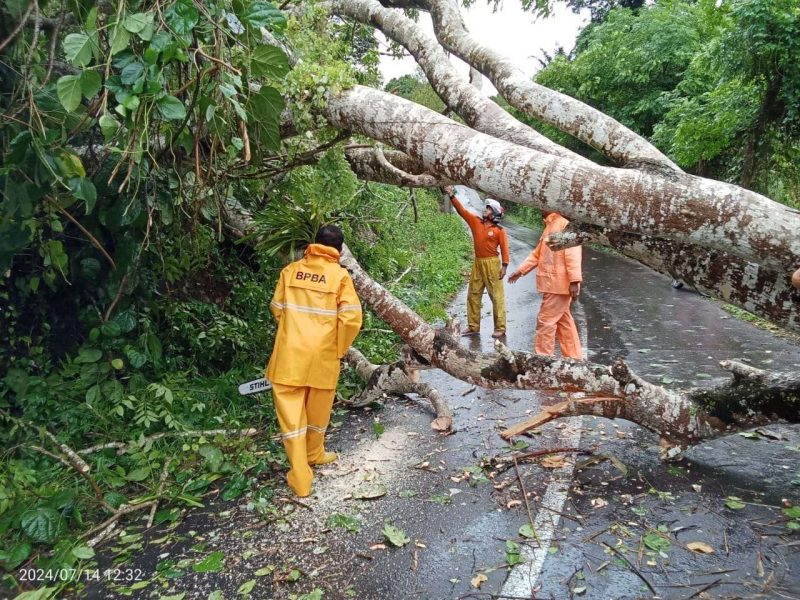 Petugas membersihkan pohon tumbang yang membentang di badan jalan akibat cuaca angin kencang yang melanda Aceh dalam dua hari terakhir. Foto : Abdurrahman/NOA.co.id