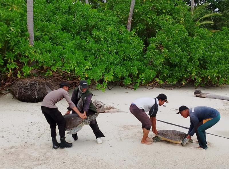 Pelepasan dua penyu hijau ke habitatnya di Pulau Palambak, Kecamatan Pulau Banyak, Aceh Singkil, Jumat (19/7/2024). (NOA.co.id FOTO/HO/Polsek Pulau Banyak).