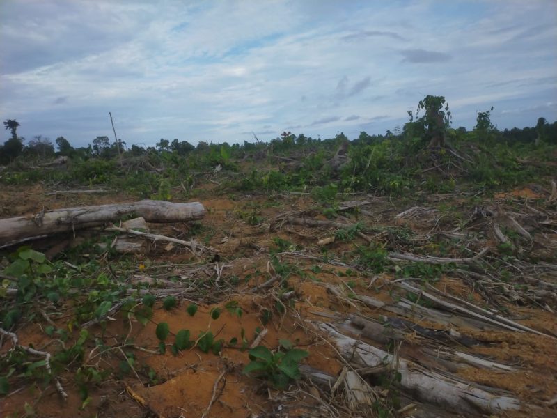 Lokasi perambahan hutan di Simeulue. Foto: NOA.co.id