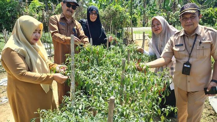 Asisten 2 Setdakab Aceh Barat Bismi bersama sejumlah pejabat lain melakukan panen perdana cabai di kebun kelompok tani binaan Dinas Pertanian di Desa Kuta Padang Layung, Kecamatan Bubon, Selasa (2/7/2024) (Foto: noa.co.id/FA)