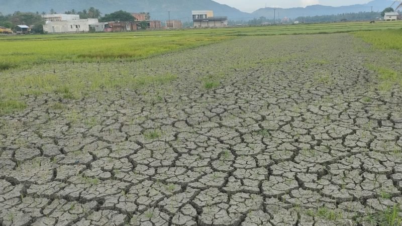 Sebagian sawah di Kecamatan Darul Kamal, Aceh Besar tidak sempat melakukan penanam padi setelah dibajak, karena kekeringan. Foto: Hidayat S/Noa.co.id