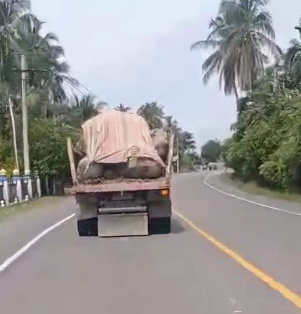 Truk pengangkut galian C berupa batu gajah. (Foto : Dok. Serikat Aksi Peduli Aceh).