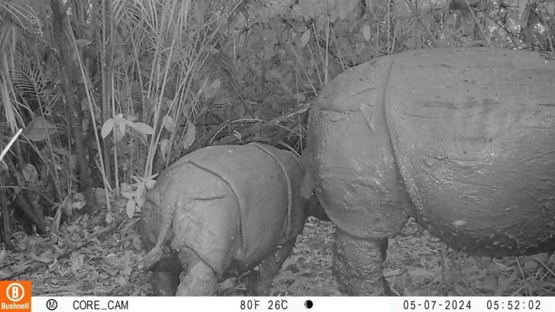 Satu individu baru badak jawa (Rhinoceros sondaicus) ditemukan di Taman Nasional Ujung Kulon, Banten (12/9/2024). (Foto : Humas KLHK).
