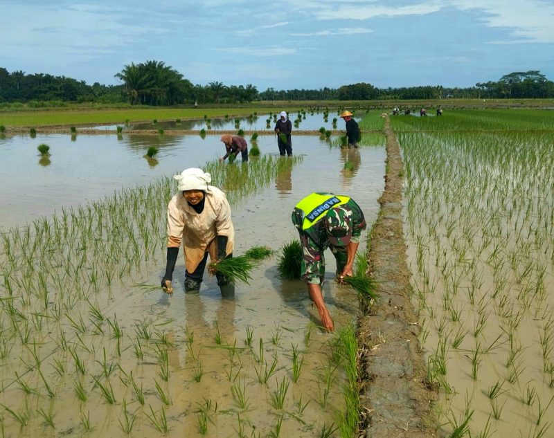 Babinsa TNI Koramil 09/Banda Mulia membantu warga kelompok tani binaan menanam padi di Desa Suka Mulia, Kecamatan Banda Mulia, Kabupaten Aceh Tamiang, Jum'at (06/12/2024). Foto: dok. Penrem Lilawangsa