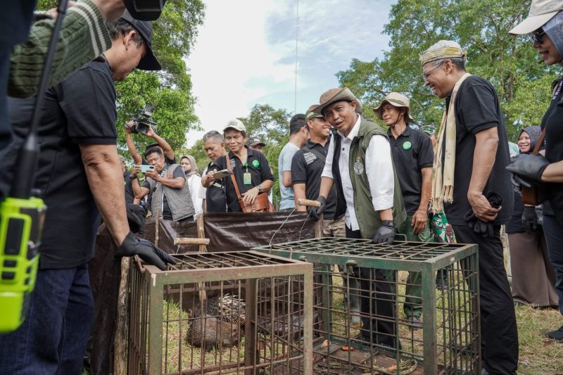 Menhut Raja Juli Antoni (Ketiga Kanan) didampingi Dirjen KSDAE, Satyawan Pudyatmoko (Kedua Kanan) saat pelepasliaran dan peresmian Pusat Reintroduksi Banteng Jawa di Kabupaten Pangandaran, Jawa Barat, Rabu (11/12/2024).(Foto : Kemenhut).