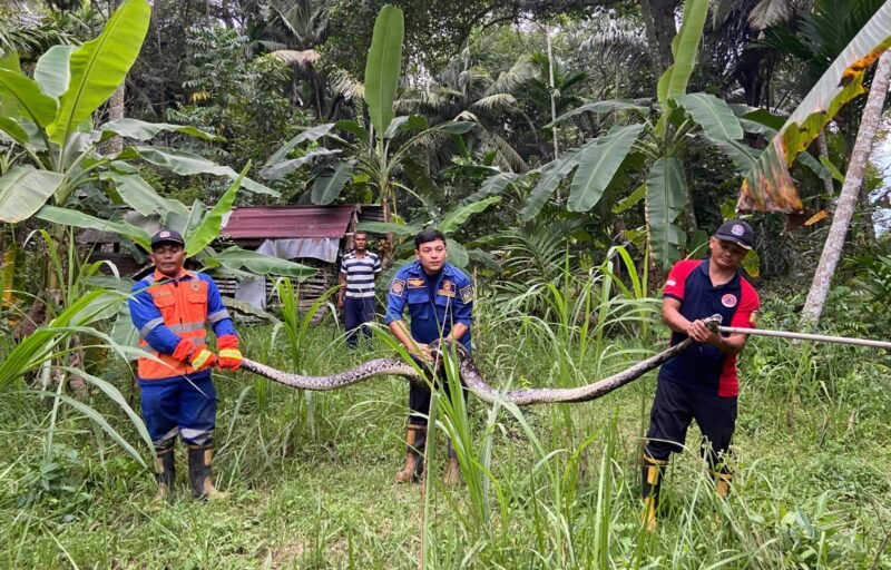 Tim Damkar Aceh Besar evakuasi ular piton di Gampong Lambarih Jurong Raya Kecamatan Suka Makmur Kabupaten Aceh Besar, Sabtu (1/2/2025). Foto: Dok. BPBD Aceh Besar