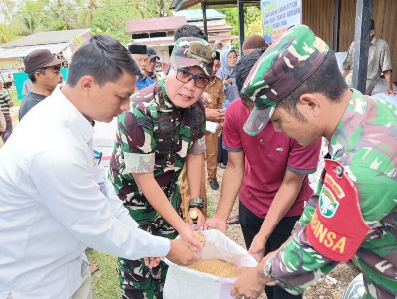 Kodim 0115/Simeulue Bersama Bulog Percepat Penyerapan Gabah Petani Simeulue. Foto:dok. Argamsyah/Noa.co.id.