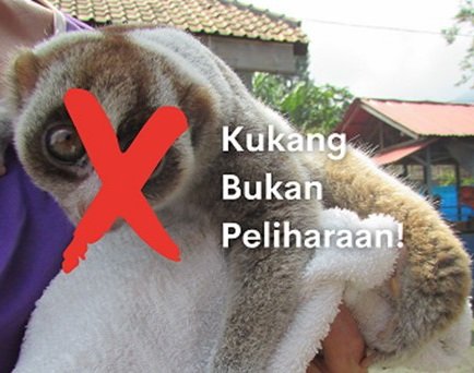 Foto : Kukang (Nycticebus coucang).