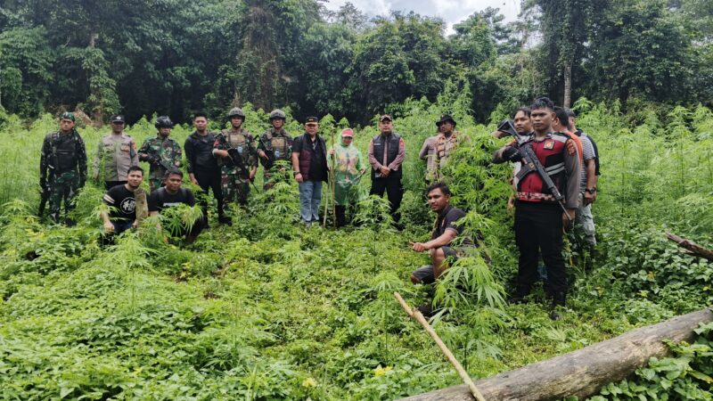 Tim gabungan Polres Aceh Besar, Batalyon Infanteri 117/Ksatria Yudha musnahkan ladang ganja seluas 1 hektare di kawasan pegunungan Gampong Lamteuba Droe, Kecamatan Seulimeum, Kabupaten Aceh Besar. Foto: Dok. Jufrizal