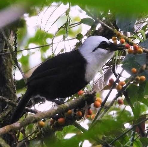 Terdapat 1.835 burung yang tercatat keberadaannya di Indonesia. (Foto : NOA.co.id/HO-Kemenhut).