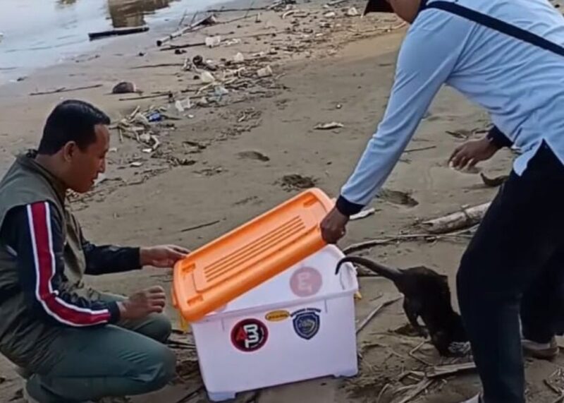 Perlepasan seekor berang-berang cakar kecil (Aonyx cinereus), Ponorogo, Junat (9/5/2025). (Foto : NOA.co.id/HO-Bidang KSDA Wilayah 1 Madiun – Balai Besar KSDA Jawa Timur).