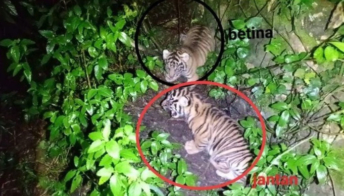Dua anak harimau sumatra (Panthera tigris sumatrae) satu jantan dan satu betina lahir dengan kondisi sehat di Sanctuary Harimau Sumatra Barumun, Minggu (26/1/2025). (Foto : NOA.co.id/HO-Kemenhut).