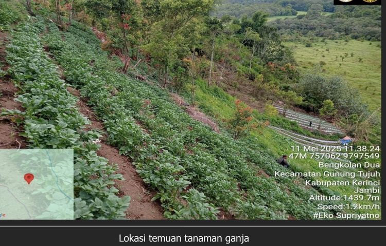 Lokasi temuan tanaman ganja di Desa Sungai Dalam, Kecamatan Kayu Aro, Kabupaten Kerinci, Provinsi Jambi, Minggu (11/5/2025). (Foto: NOA.co.id/HO-Kemenhut).