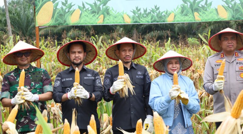 Aceh Barat Panen Jagung Serentak, Bupati Tarmizi: Sinergi Lintas Sektor Kunci Sukses. Foto: Dok. Diskominsa Aceh Barat