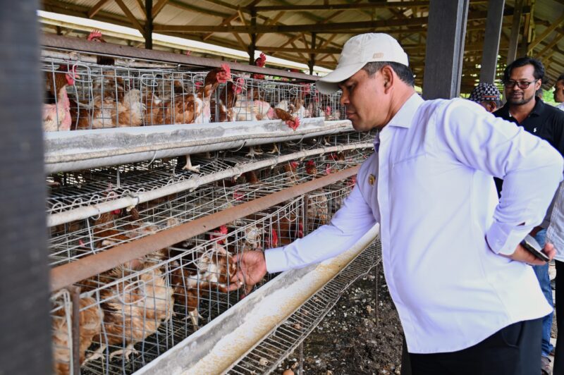 Bupati Aceh Besar, H Syech Muharram Idris meninjau pertenakan ayam di kawasan Gampong Data Makmur Kecamatan Blang Bintang, Aceh Besar, Rabu (25/06/2025). Foto: Dok. MC Aceh Besar