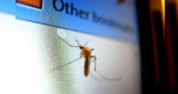 Ilustrasi Nyamuk. (Foto : Ist).