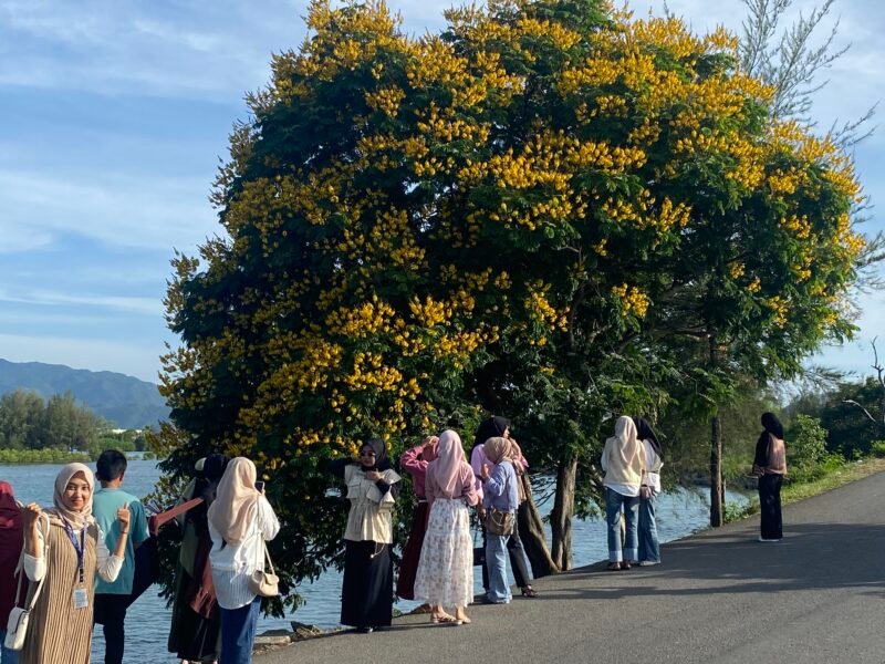 Keindahan pohon hasan di samping pantai ulee lheu kini ramai di kunjungi wisatawan untuk berfoto.Kamis,(03/07/2025). Foto:Dok. Aininadhirah/Noa.co.id