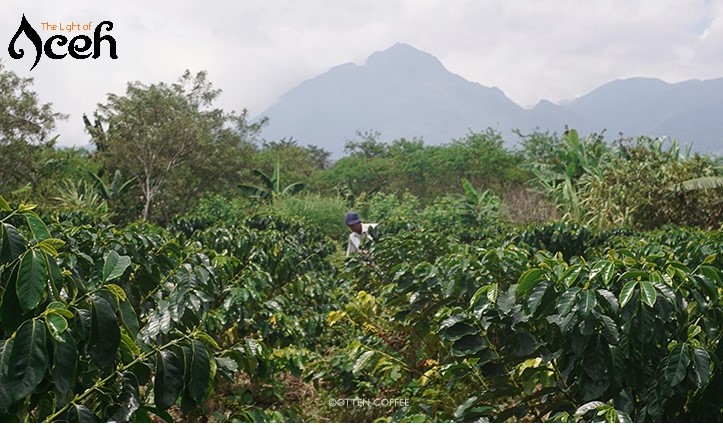 Penampakan ladang kopi. dok. Ist