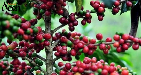 Festival Panen Kopi