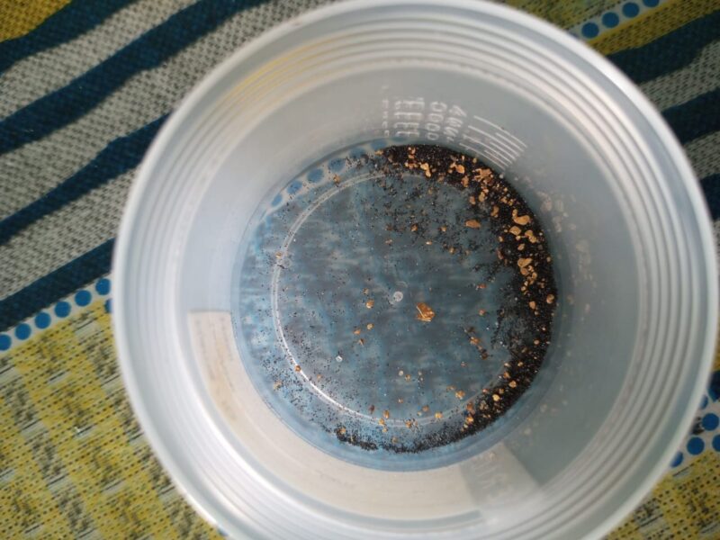 Emas Murni hasil tambang rakyat di desa Pangkalan Sulampi, kecamatan suro makmur, kabupaten Aceh Singkil. (Foto : Ist).