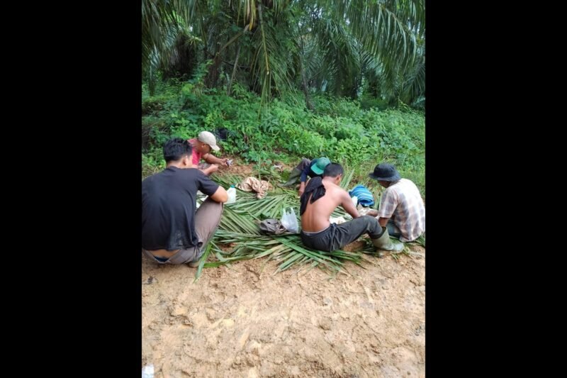 Para pemanen sawit di PT BSR. Dok Ist