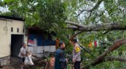 Evakuasi Pohon Tumbang