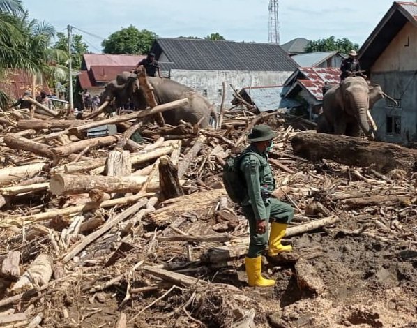 Gajah Sumatra Dikerahkan Bantu Bersihkan Tumpukan Kayu Gelondongan di Meureudu Pidie Jaya, Senin (8/12/2025). (Foto : NOA.co.id/Farid Ismullah).