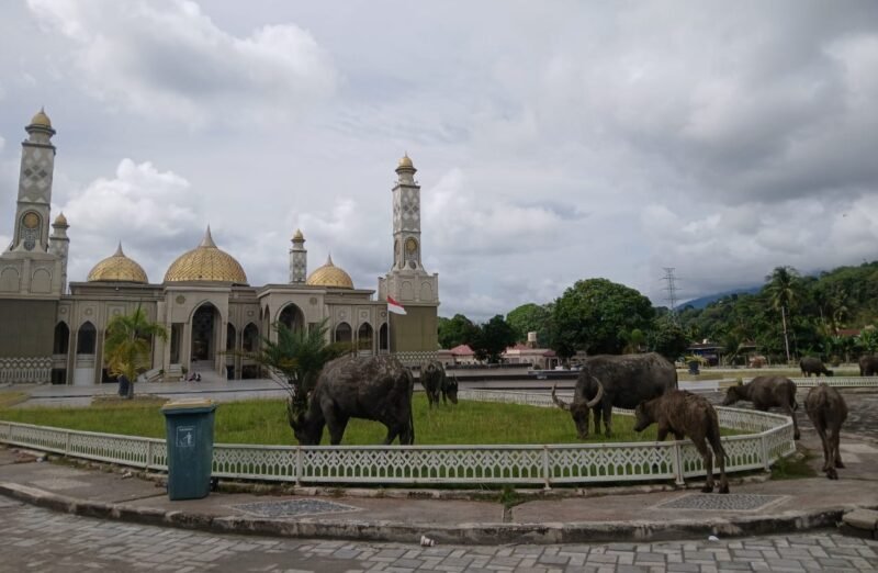 Segerombolan kerbau terlihat bebas berkeliaran di pekarangan masjid Agung Baitul Ghafur Abdya pada Minggu (28/12/2025). Foto. Dok. Teukunizar/NOA.co.id