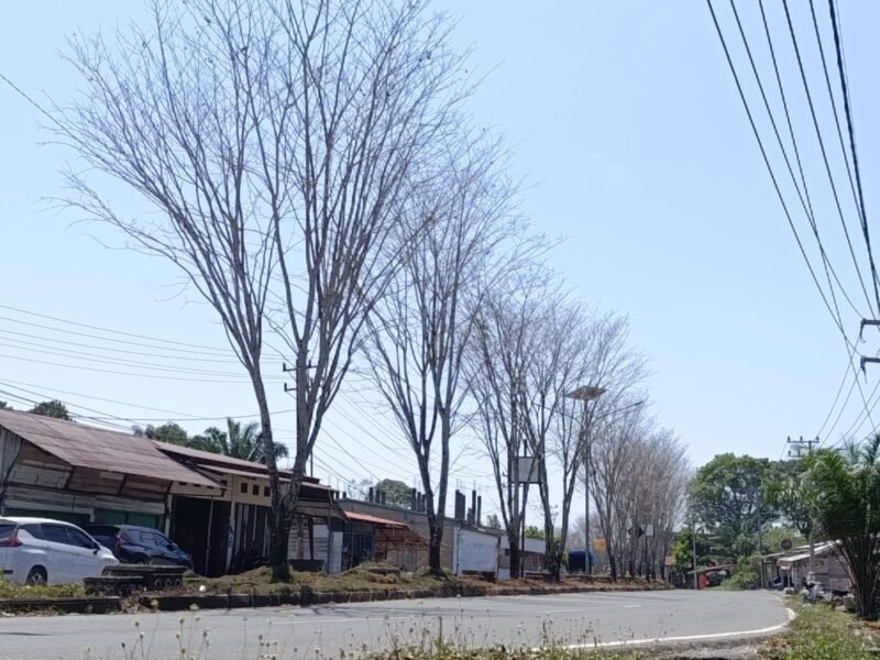 Deretan Pohon di Jalan Lintas Nasional Nagan Raya Terlihat Kering Gersang dijalan lintas Nasional Nagan Raya - Tapak Tuan Aceh Selatan, Minggu (25/01/2026). Foto: Dok. Aprizali/NOA.co.id