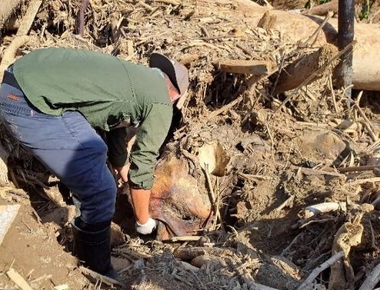 Gajah Sumatera Mati Akibat Bencana Hidrometeorologi ditemukan di sekitar pemukiman warga Dusun Pante Geulima, Desa Meunasah Lhok, Kecamatan Meureudu pada Jumat tanggal 28 november 2025. (Foto : NOA.co.id/HO-Dok.BKSDA Aceh).