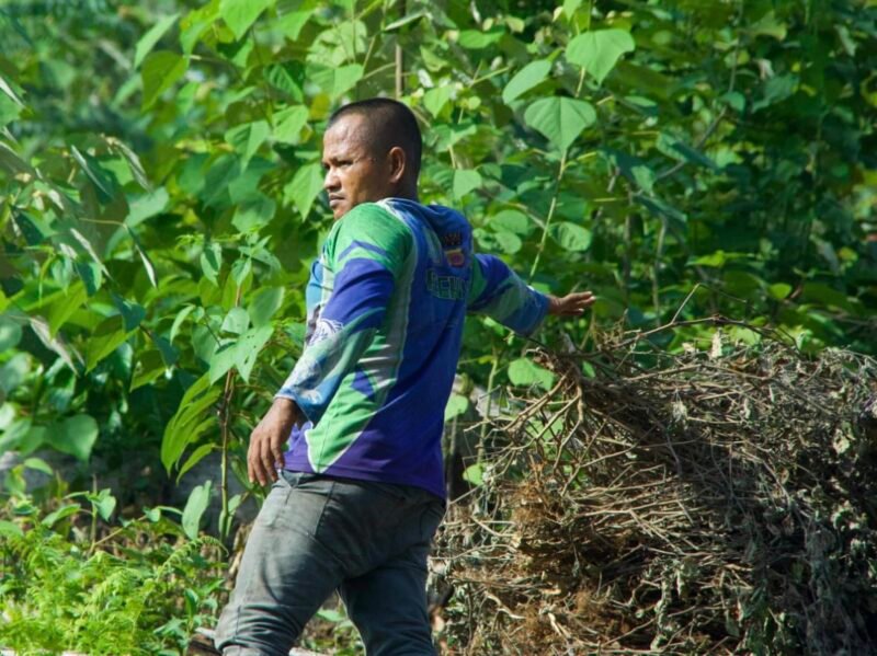 Abdo Rani petani nilam di Aceh Jaya sedang mengumpulkan batang dan daun nilam di kebun sebelum dibawa ke tempat penyulingan. Turunnya harga minyak nilam sebagian petani memilih menahan menjual hasil produksi, Selasa (6/1/2026). Foto: Dok. Abdo Rani
