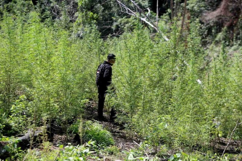 Personil Polri memusnahkan tanaman ganja atau Mariyuana saat operasi narkotika di Pegunungan Seulawah, kabupaten Aceh Besar, Aceh, Sabtu (10/1/2025). (Foto : NOA.co.id/Farid Ismullah).