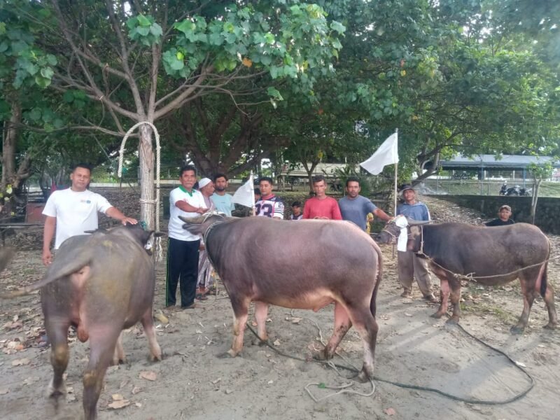 Nelayan Ujong Pie dan Blang Raya, Kecamatan Muara Tiga, Pidie mempersiapkan tiga ekor sapi untuk khenduri Laot, Rabu (21/1/2026) (Foto.IST)
