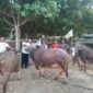 Nelayan Ujong Pie dan Blang Raya, Kecamatan Muara Tiga, Pidie mempersiapkan tiga ekor sapi untuk khenduri Laot, Rabu (21/1/2026) (Foto.IST)