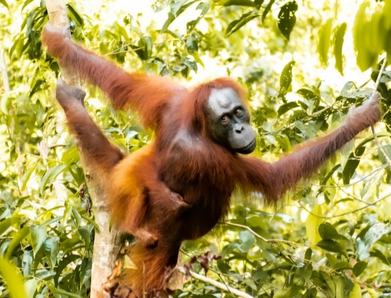Orangutan (Foto : Ditjen KSDAE).