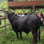 Bantuan sapi kurban Presiden RI Prabowo Subianto untuk masyarakat Kota Banda Aceh. Foto: Dok. Istimewa