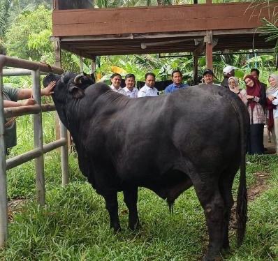 Bantuan sapi kurban Presiden RI Prabowo Subianto untuk masyarakat Kota Banda Aceh. Foto: Dok. Istimewa 