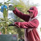 Walikota Banda Aceh Illiza Saaduddin Djamal sedang mengambil pohon Mangga untuk ditanam dalam agenda kegiatan tanam pohon untuk kelestarian lingkungan di Kota Banda Aceh baru baru ini. Foto: Dok. Humas Pemko Banda Aceh
