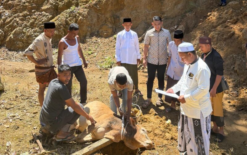 Staf ahli Ampon Bang, Husnul Jamil menyaksikan pemotongan hewan kurban bantuan Ampon Bang. Foto. Dok. Teukunizar/NOA.co.id