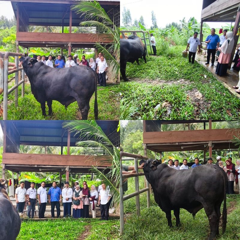 Proses pemeriksaan kesehatan terhadap sapi bantuan daging meugang dari Presiden Prabowo. Foto: Dok. Istimewa 