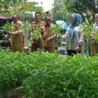 Kelompok Wanita Tani ( KWT) Banna Tani Gampong Kota Baru Kecamatan Kuta Alam melaksanakan Panen aneka sayuran berupa Pakcoy, kangkung. Foto: Gampong Kota Baru
