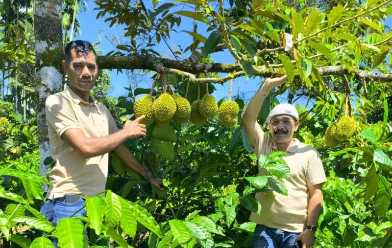 Bupati Pidie Sarjani Abdullah saat meninjau kebun durian di Tangsel, Minggu (14/6/2026) (Foto.IST)
