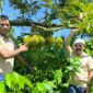 Bupati Pidie Sarjani Abdullah saat meninjau kebun durian di Tangsel, Minggu (14/6/2026) (Foto.IST)
