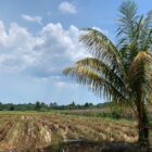 Hamparan sawah di Desa Dusun Damee kekeringan. Foto. Dok. Teukunizar/NOA.co.id